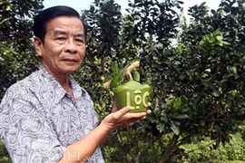 Dans le delta du Mékong, des fruits stylisés pour le Têt 