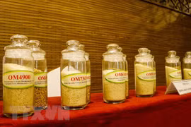 Les entreprises de Hong Kong cherchent à importer du riz de Can Tho