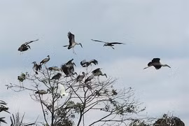 Il consacre sa vie aux oiseaux sauvages