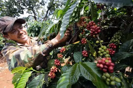 Promouvoir le commerce des produits agricoles entre le Vietnam et la Russie