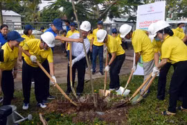 Lancement d'un programme de plantation d'arbres à Soc Trang