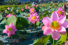 S'immerger dans la beauté pittoresque des fleurs de lotus au cœur de la ville de Da Nang