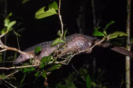 Le Parc national de Cuc Phuong reçoit deux animaux sauvages