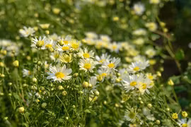 Affluence dans les jardins de marguerites Daisy 