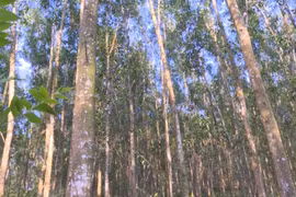 Priorité au développement des forêts d'arbres de très grandes tailles