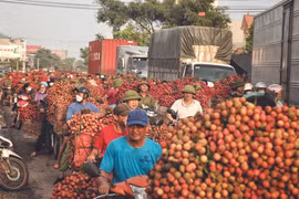 Bac Giang diversifie ses produits à base de litchi