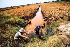 La salinisation menace le delta du Mékong