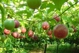 Dak Lak se prépare à exporter le fruit de la passion vers la Chine