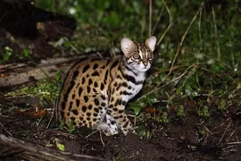 Quang Binh : recevoir un chat sauvage rare dans le Livre rouge du Vietnam