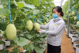 Conférence internationale virtuelle sur l’agriculture efficiente