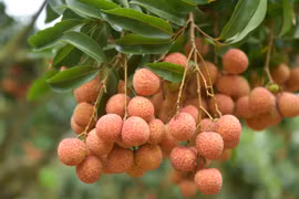 Plus de 3.600 tonnes de litchis frais exportés via le poste frontalier international de Lao Cai