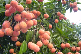Les producteurs de litchis "thieu" de Bac Giang cherchent à mieux exporter