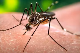 Le Cambodge signale une épidémie de virus Chikungunya