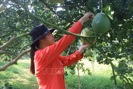 Le pomelo frais de quatre zones de Ba Ria-Vung Tau autorisé à être exporté vers les États-Unis