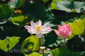En été, rendez-vous au bord de l’étang de lotus près de la cave Mua à Ninh Binh