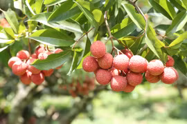 Bac Giang gagne plus de 295 millions d'USD grâce au litchi et aux services auxiliaires 