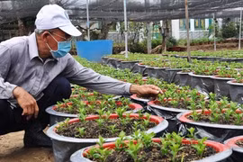 Floriculture : l'ambiance morose dans les villages du delta du Mékong