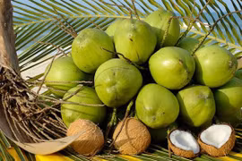 Ben Tre cherche à augmenter ses exportations de produits à base de noix de coco