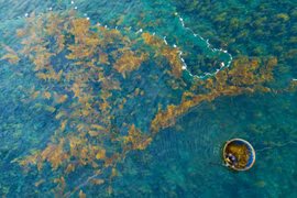 Saison des récoltes des algues Sargassum à Quang Ngai