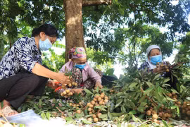 La première coopérative de Hung Yen exporte des longanes vers le marché de l'UE
