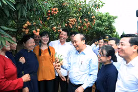 Une visioconférence pour promouvoir l’écoulement du litchi au pays et à l'étranger