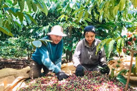 Connexion de la consommation et de l'exportation des produits agricoles vers l'Algérie et le Sénégal