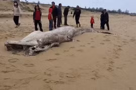 Enterrement d'une baleine d’environ une tonne échouée sur la côte de Quang Binh