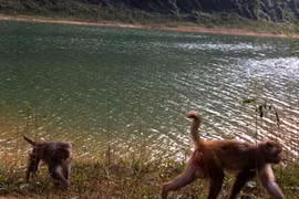 Thanh Hoa développe son tourisme dans ses parcs nationaux et réserves naturelles