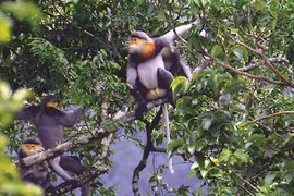 Gia Lai : Des "nounous" au Parc national de Kon Ka Kinh