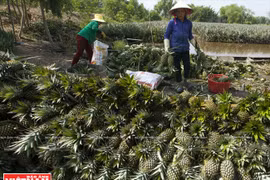 Polyculture sur les terres alunées