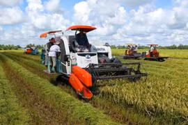 Can Tho et la République de Corée coopèrent dans la production de riz