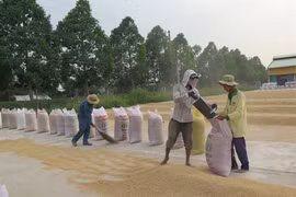 Difficile d’atteindre l’objectif d’export de riz pour 2016