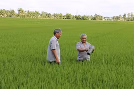  Plus de 6 millions de tonnes de riz exportées en 2015