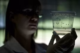 Le Vietnam est capable de diagnostiquer le virus Zika
