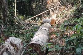 L’appel de la forêt du Tây Nguyên