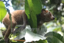 Six loris sauvés des trafiquants d'animaux sauvages