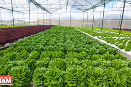 Da Lat, royaume des fleurs et des légumes