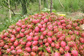 Taiwan (Chine) réimportera des fruits du dragon du Vietnam