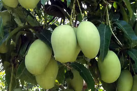 Le Vietnam exporte plus de 10.000 tonnes de fruits frais vers des marchés exigeants