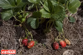 Tourisme dans les fermes de fraisiers à Dà Lat