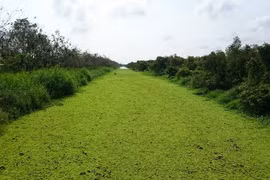 Mieux préserver et valoriser la Réserve de biosphère de Kien Giang