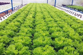Vietnam et Israël coopèrent dans le développement de l’agriculture biologique