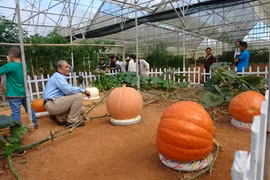Les citrouilles géantes de Dà Lat attirent les curieux