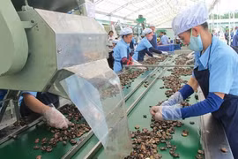Exportation de noix de cajou : le Vietnam conserve son trône sur le marché mondial