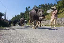 Samsung aide des agriculteurs à Cao Bang à améliorer leurs revenus
