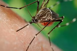 Le 1er cas de virus Zika confirmé en Malaisie