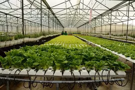 Quang Ninh séduit les projets agricoles