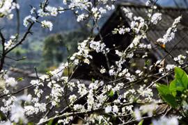 Rendez-vous à la 5e fête de la fleur de bauhinie 2017 à Diên Biên