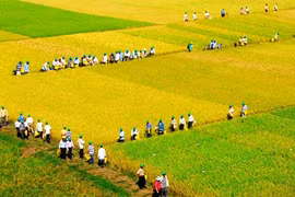 An Giang entend accélérer ses exportations de riz