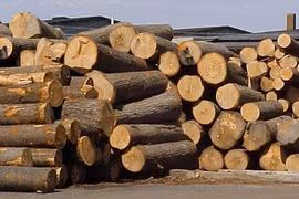 Forte baisse des importations de bois et d’ameublement